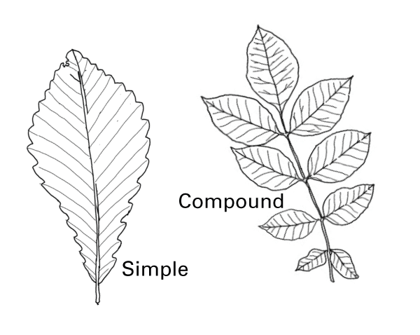 A simple leaf and a compound leaf.