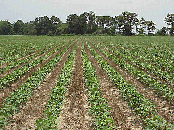 Cotton rows separated by strips of browned cover crop
