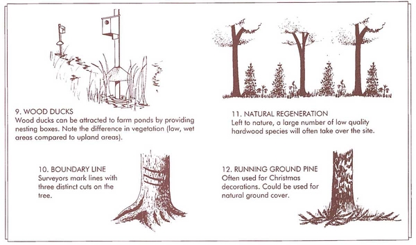 Brochure exceprt with illustrations and explanations of wood ducks, natural regeneration, boundary line, and running ground pine trail features.