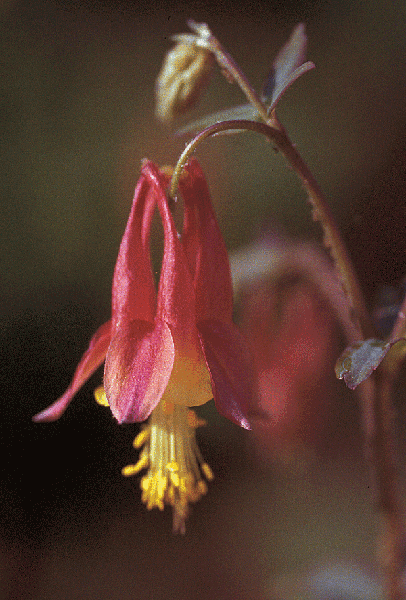 Pink and yellow tubular flower hangs from its stem.