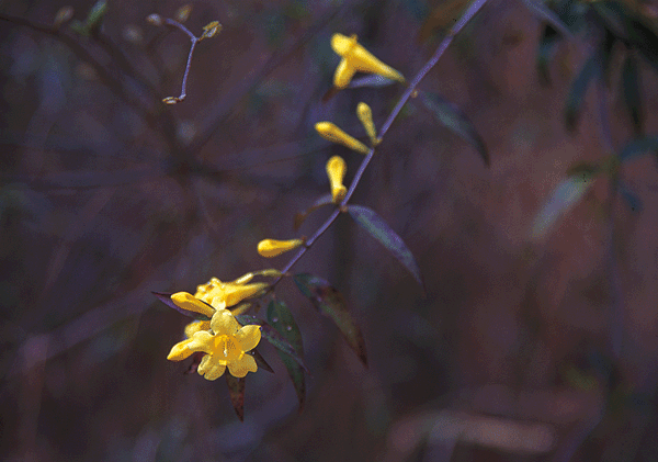 Yellow, tube-shaped flowers and green leaves line a stem.