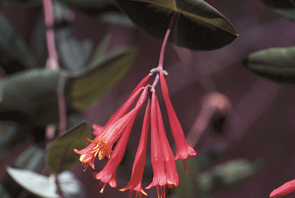 A cluster of long, tubular coral flowers hang from their stem.