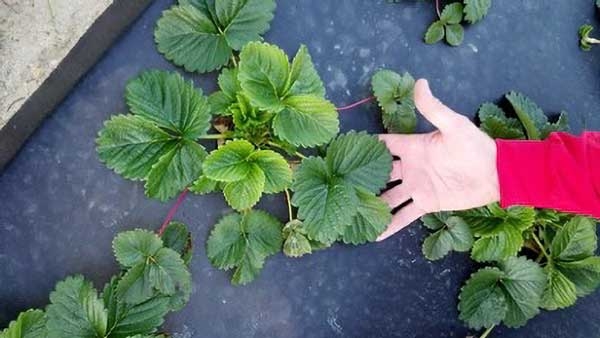 Overhead view of a strawberry plant in a mulched bed with a person's hand supporting the most recent mature leaf.