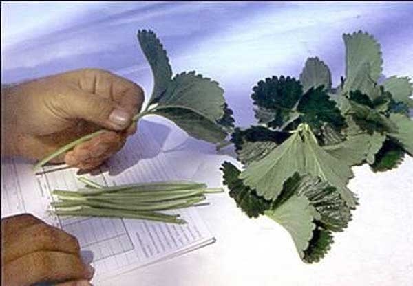 View of a person's hands, holding an attached leaflet and petiole, with a paper record on the table along with separated petioles and leaflets sorted into two piles.