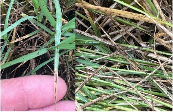 Two close-ups of bermudagrass damaged by leaf spot. Photo at left has finger at tip of grass for scale. Small, dark spots on stems and blades.