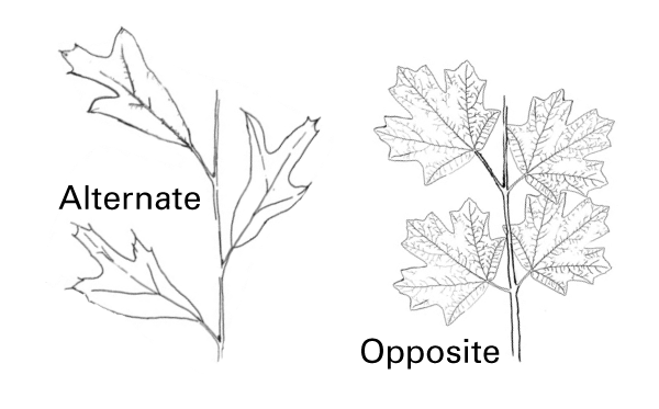 The alternate and opposite leaf arrangements.