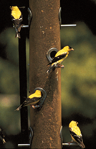 Yellow and black birds on perches on a vertical tube bird feeder.