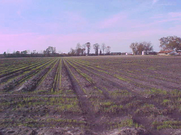 Green rows of cereal rye plants overwintering in a field.