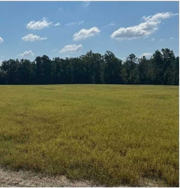 Late summer pasture grass tinged reddish by leaf spot disease.