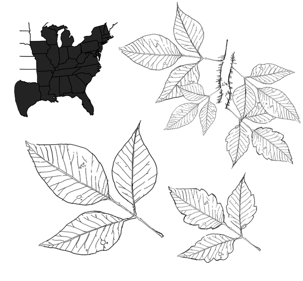 Drawing shows the typical three leaflets of poison ivy, and a map that shows poison ivy can be found primarily east of the Mississippi River.