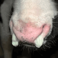 Calf nose exhibiting excessive white discharge in both nostrils.