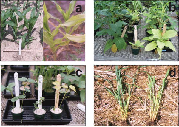 Photo of different indicators of sulfur deficiency in plants.