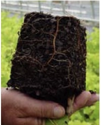 Roots and soil from pot in the palm of a hand.