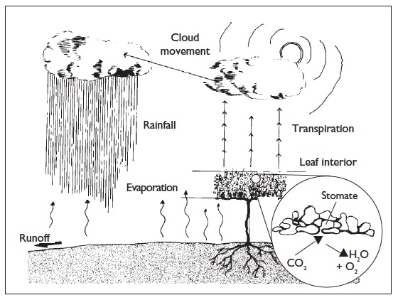 Illustration shows evaporation, transpiration, cloud movement, rainfall, and runoff.