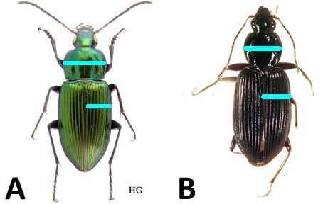 Dorsal view of Pterostichini and Platynini with blue lines to demonstrate pronotum and elytral widths