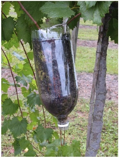 Closed up of cuttings in plastic soda bottle.