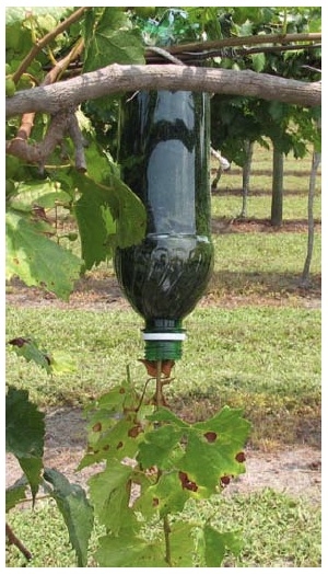 Zoomed out photo of bottle shows the roots at the edge.