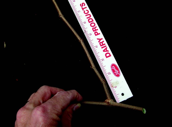 cane on flat surface with ruler for scale