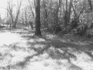 Photo of forested area adjacent to a stream