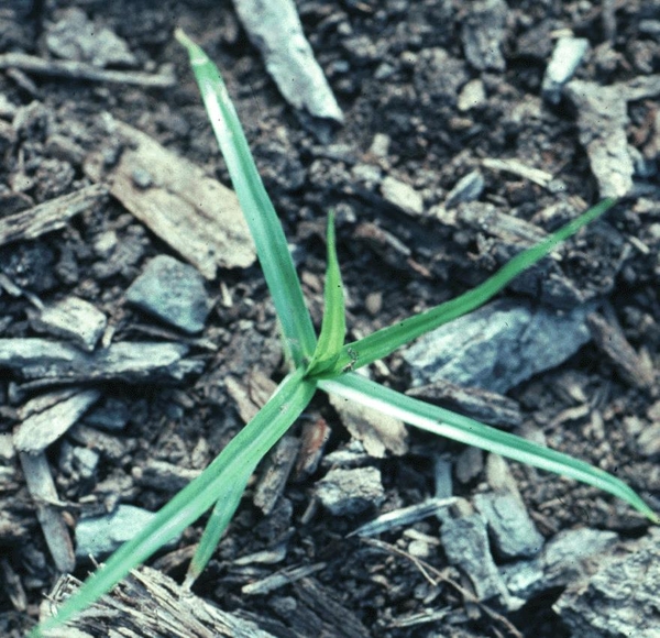 Thumbnail image for Controlling Sedges in Landscape Plantings