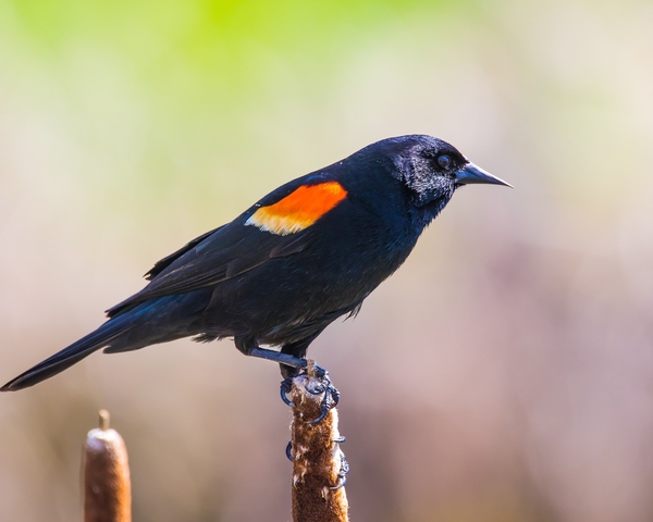 red-winged blackbird perched on a cattail