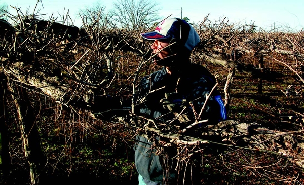 Older cordon with wide gaps in spur positions