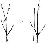 Sketch of branches tied together