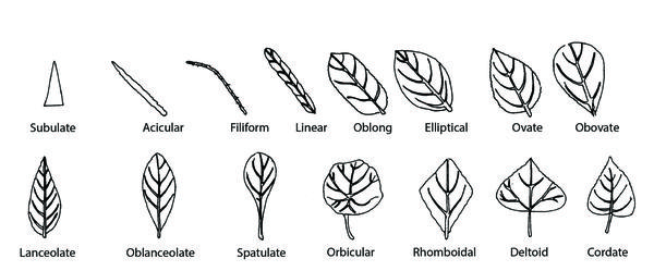 Illustration of common leaf shapes