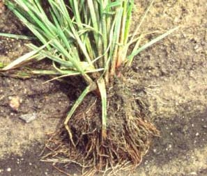 Pulled-out rice flat sedge laying flat on top of soil with roots visible