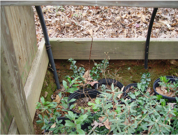 Photo of interior corner of overwintering structure showing potted plants below ground level for insulating properties
