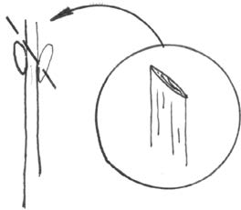 Illustration of cut on opposite budded tree to remove one bud