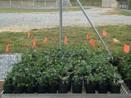 Potted plants with orange flags.