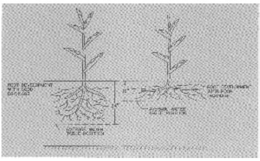 Side-by-side drawings of plants. Plant on left has larger roots from good water table management