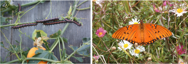 Orange and black caterpillars (left) and orange butterfly (right)