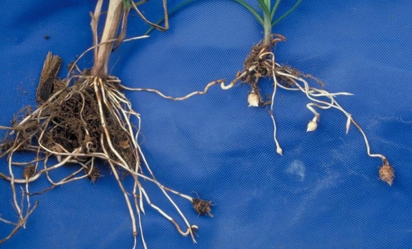 Pulled-out yellow nutsedge with roots visible