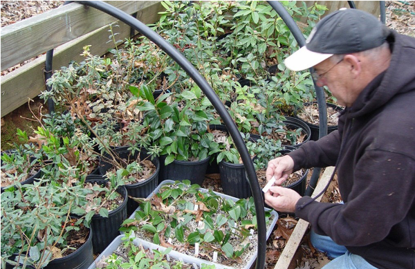 Grower kneels by overwintering structure with plant label tag for pots.