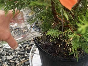 Water poured into potted plant from measured beaker.