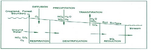 Conceptual model of Diffusion, precipitation, transpiration, respiration, dentrification, and SO4 Reduction