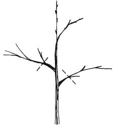 Illustration of cut location for long lower branches