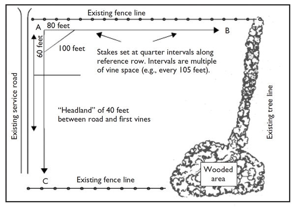 Diagram of vineyard layout using grid lines and reference points against existing boundaries (fence line, service road, wooded area).