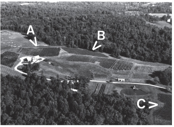 Black and white aerial photo of vineyard