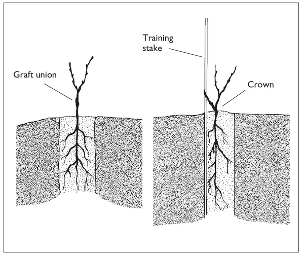 Illustration shows grafted grapevine with union several inches above the soil level and nongrafted vine with crown 2 inches above the soil line