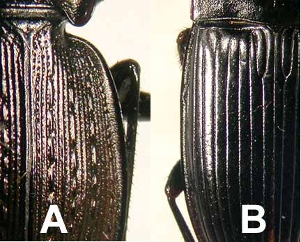 Dorsal view comparison of elytra depicting differences in striation