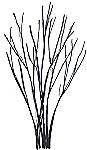 Sketch of crepemyrtle branches.