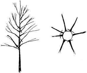 Branches growing back toward the trunk or across other branches should be removed.