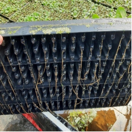 Underside of a tray with long roots growing out of the bottom.