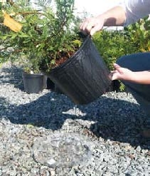 Potted plant lifted and tipped over saucer to obtain leachate.