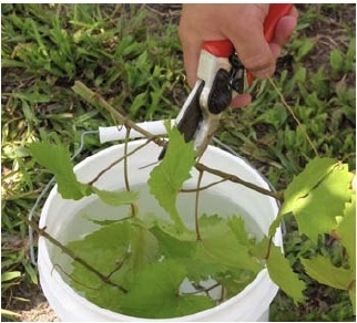 Cuttings being dropped into bucket of water