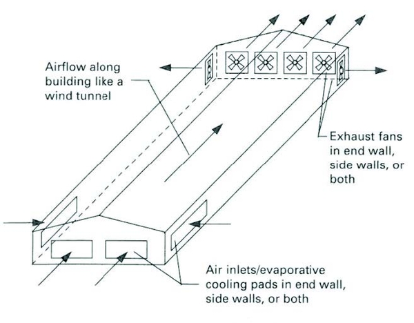 Sketch of barn shows airflow along building like a wind tunnel, exhaust fans in end wall, side walls or both, and air inlets/evaporative cooling pads in end wall, side walls, both