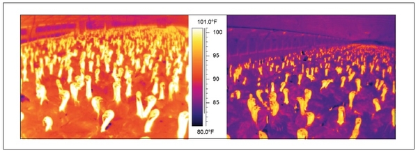 Infared images show much higher temps on left (natural ventilation) vs. right (air speed of 750 ft./min)